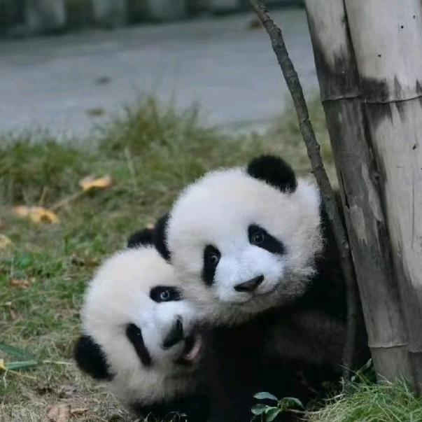 我是潘潘呀