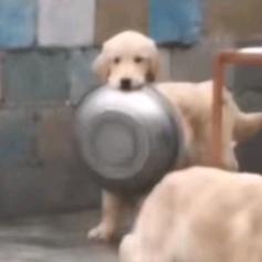 我是小地雷专炸臭🐶💩
