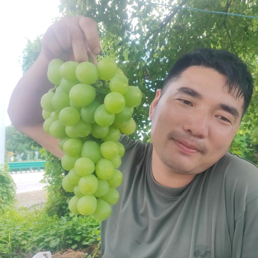 港口曹金山葡萄种植基地