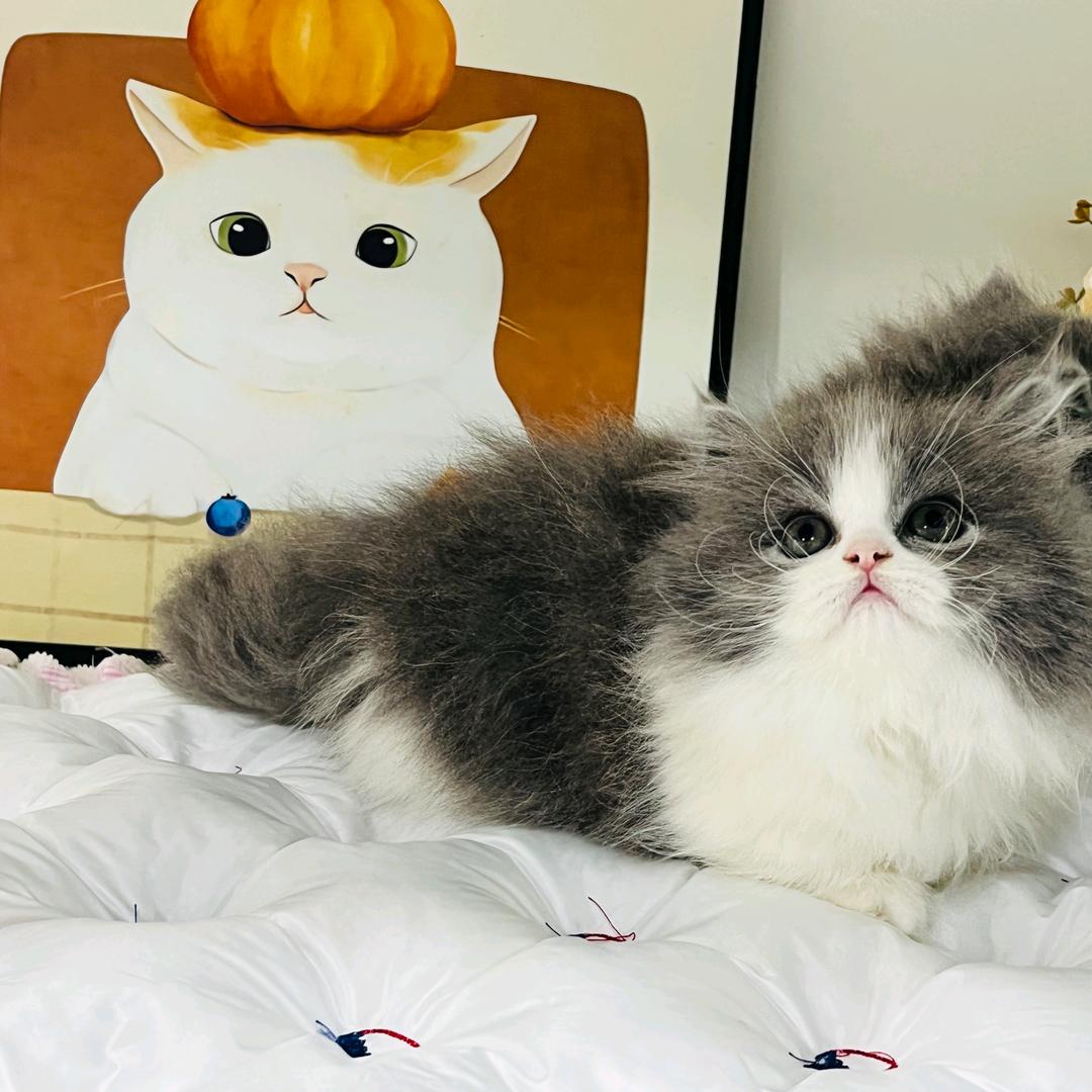 咕噜猫·精品自繁育猫舍·矮脚猫官方号