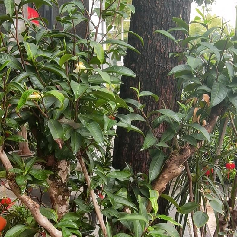 小辣椒