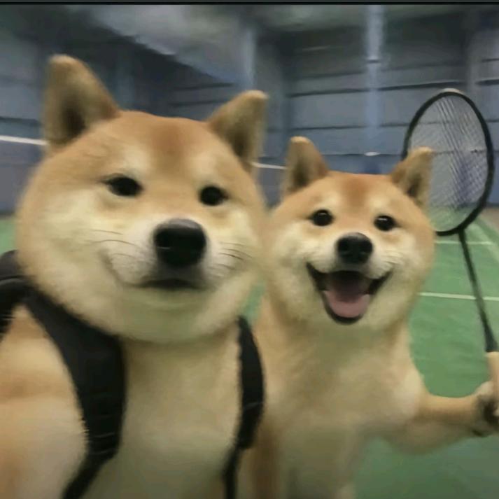 冰狗