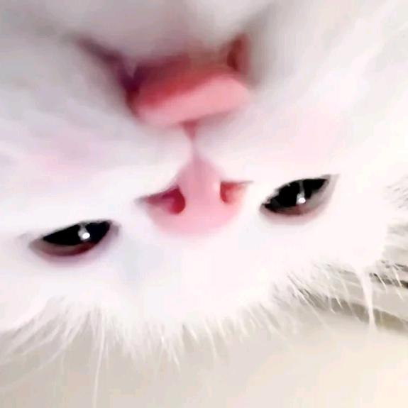 超绝乌萨奇宝宝