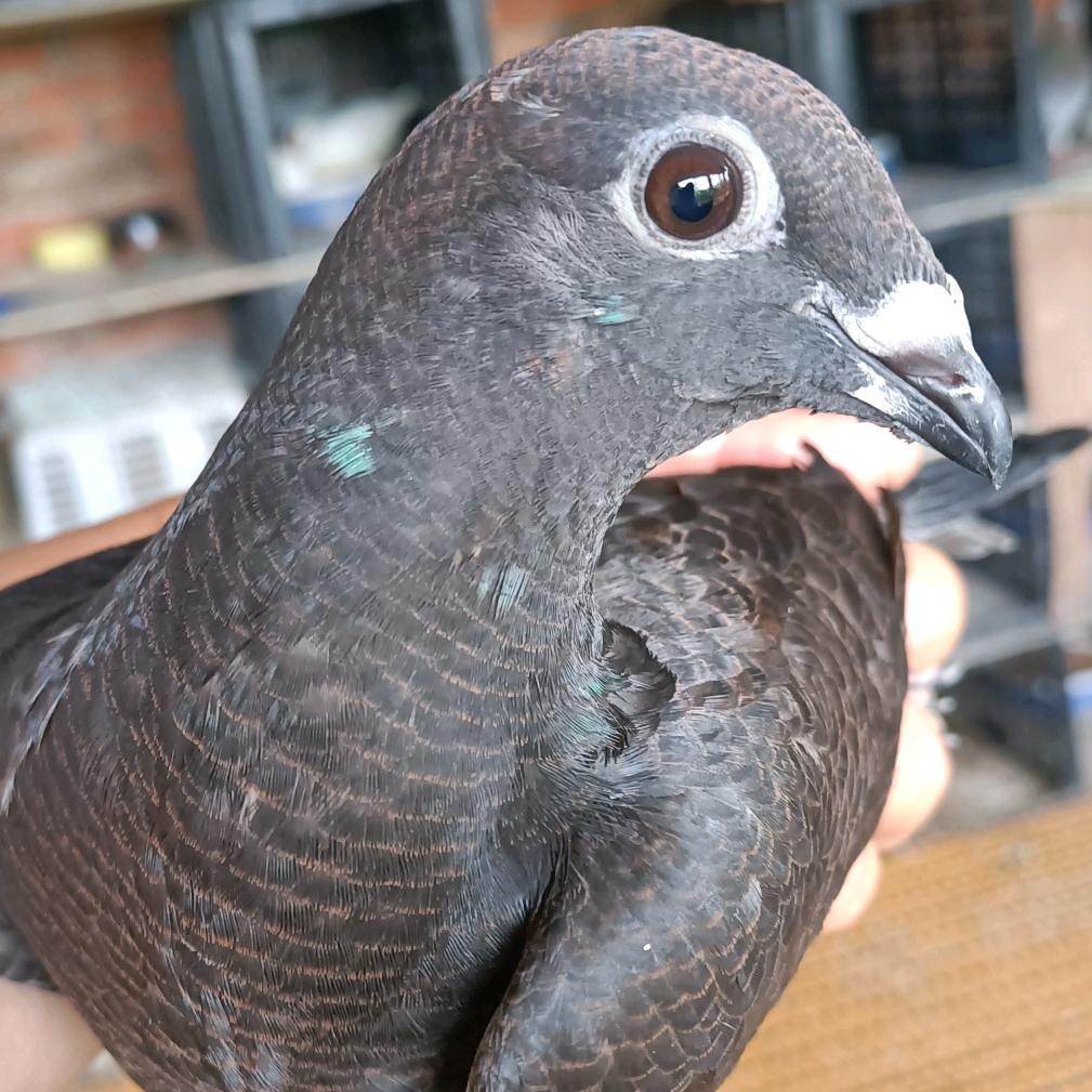 K鸽