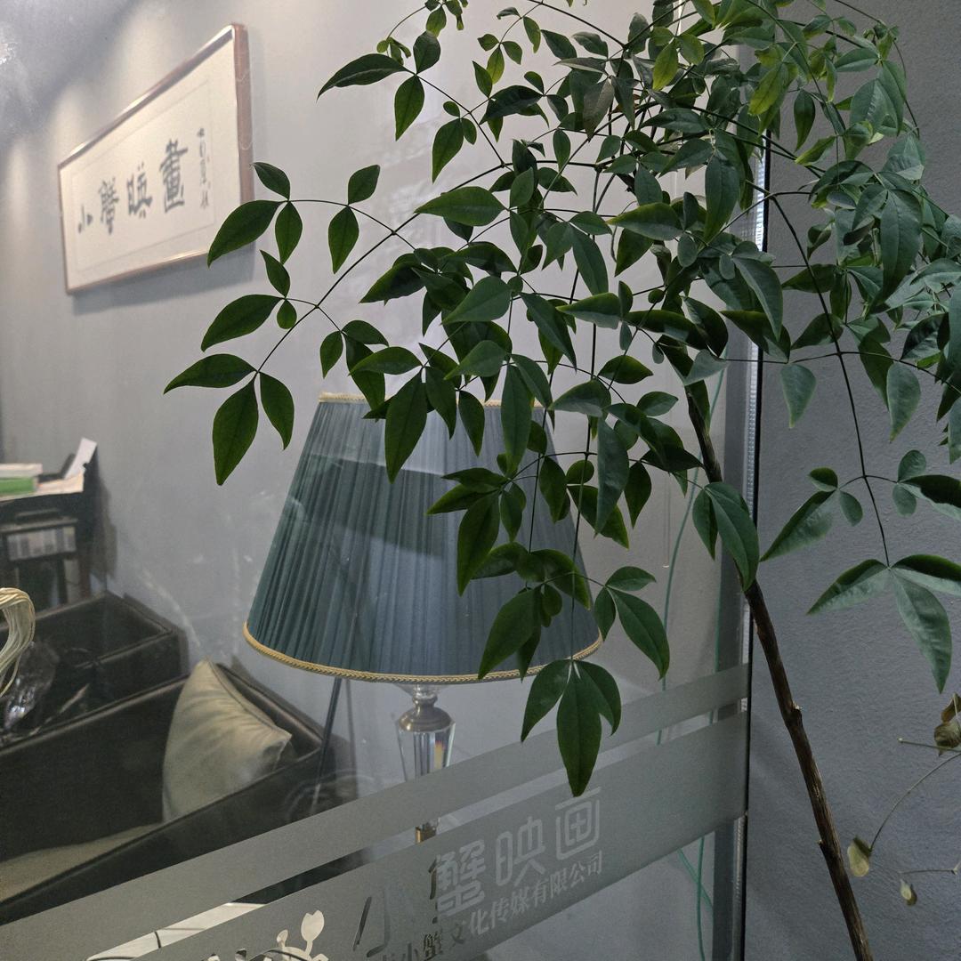 不会拍照