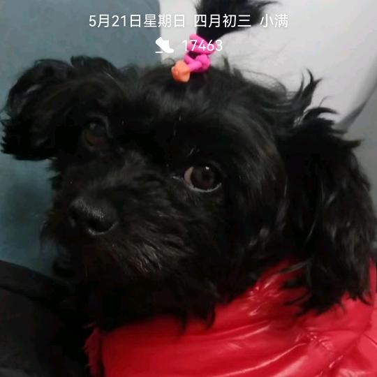 @尨舞乆天🇨🇳