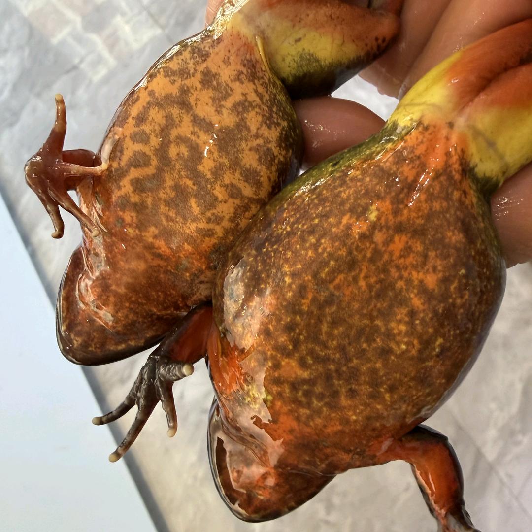 东北林蛙特产产地直销