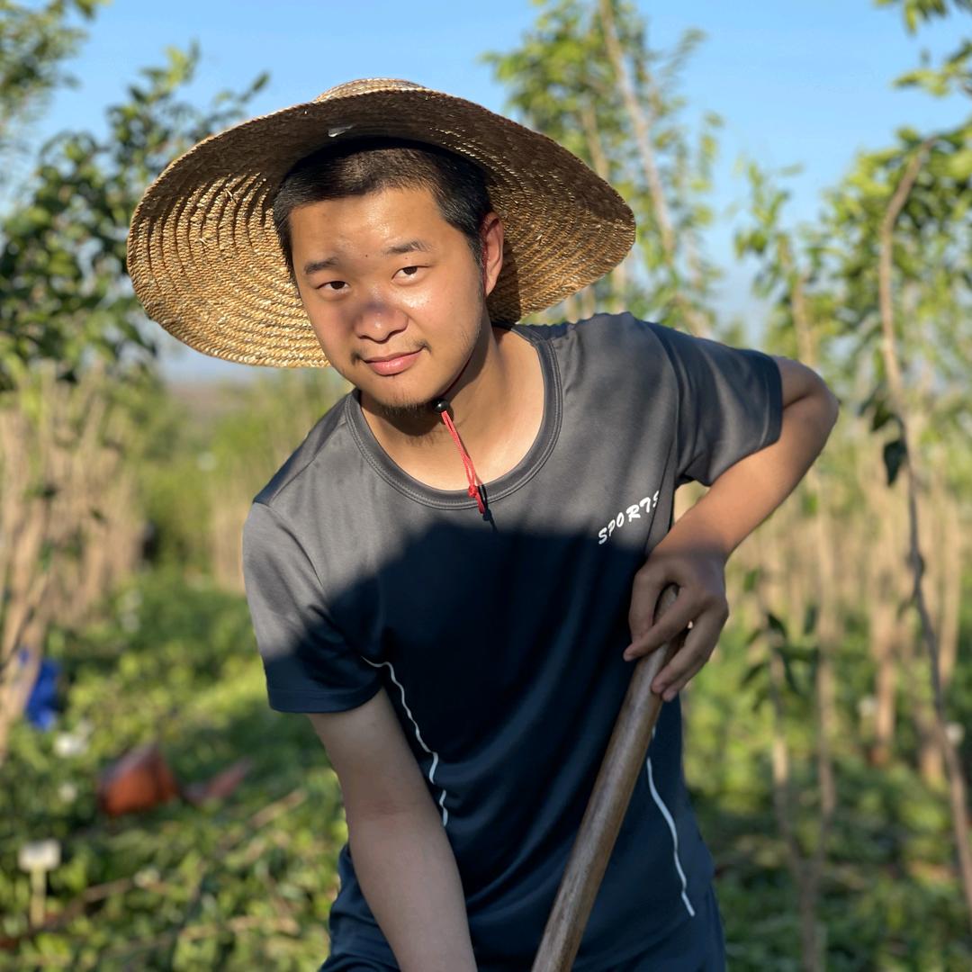 海南沉香托管种植~小羊