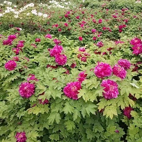 专业收铁肖，废铁，气割渣，氧化皮，铁粉