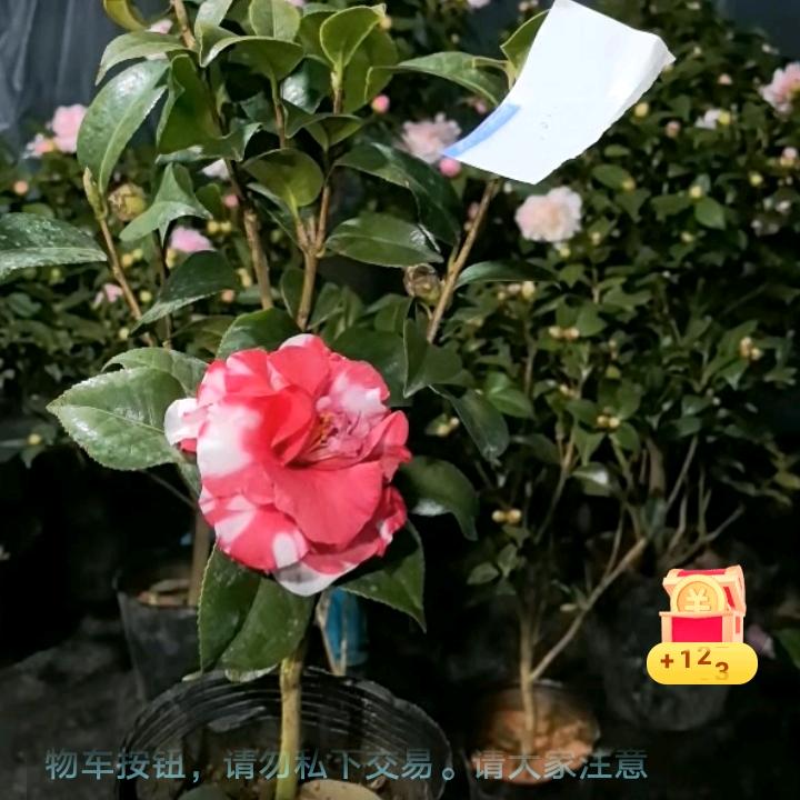蚂蚁上树