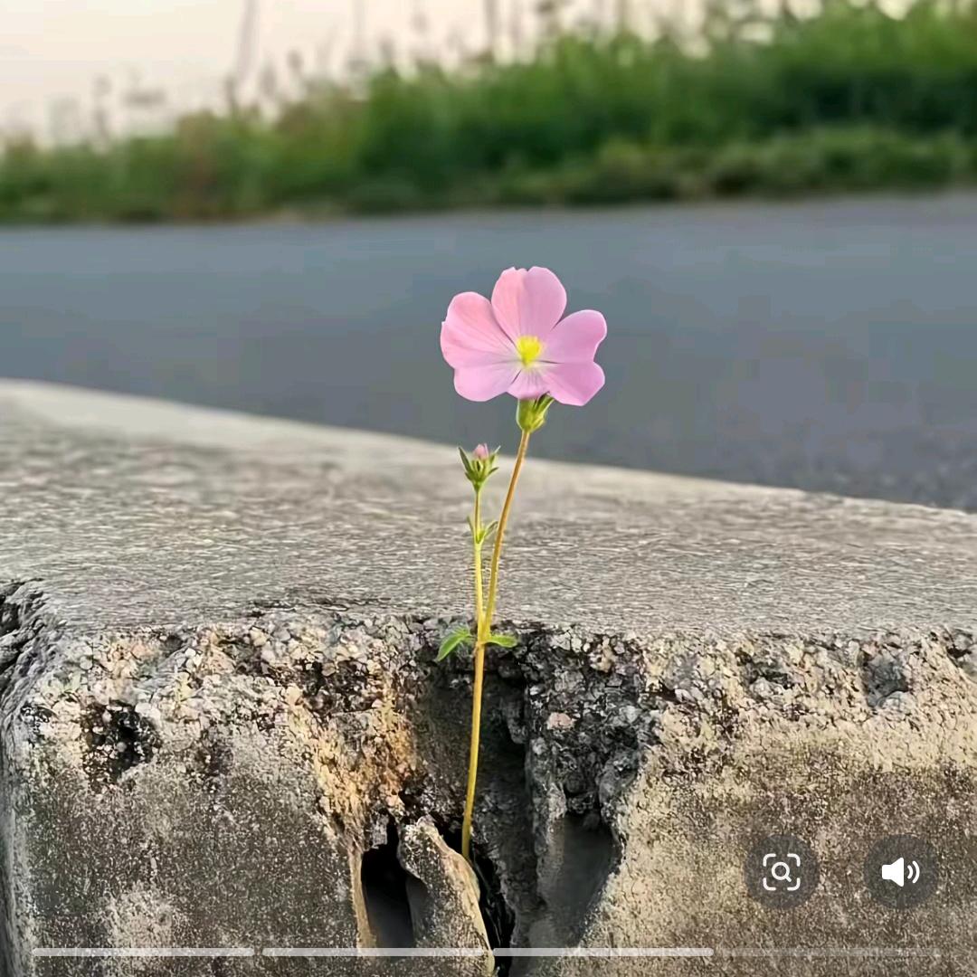 糯米团～