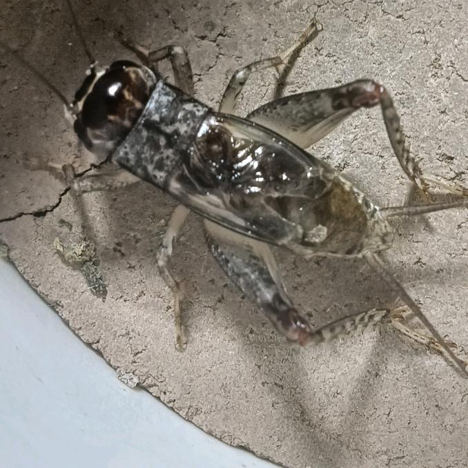 野生蛐蛐🦗女皇👑王姐