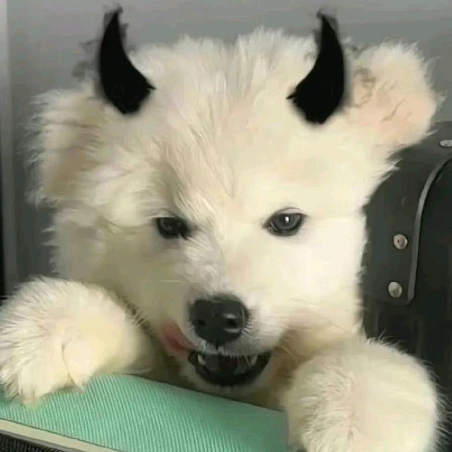 紫色小熊不吃水饺