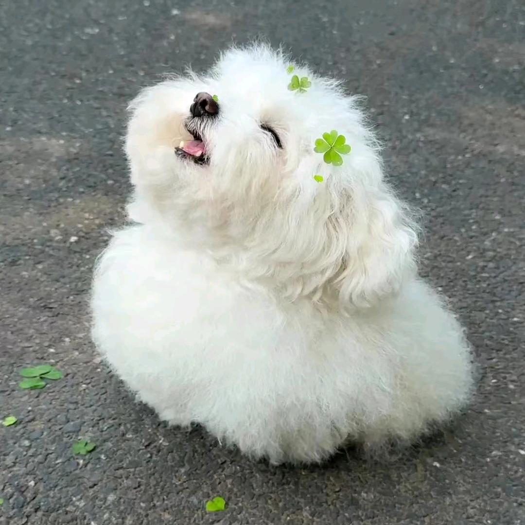 十七吖