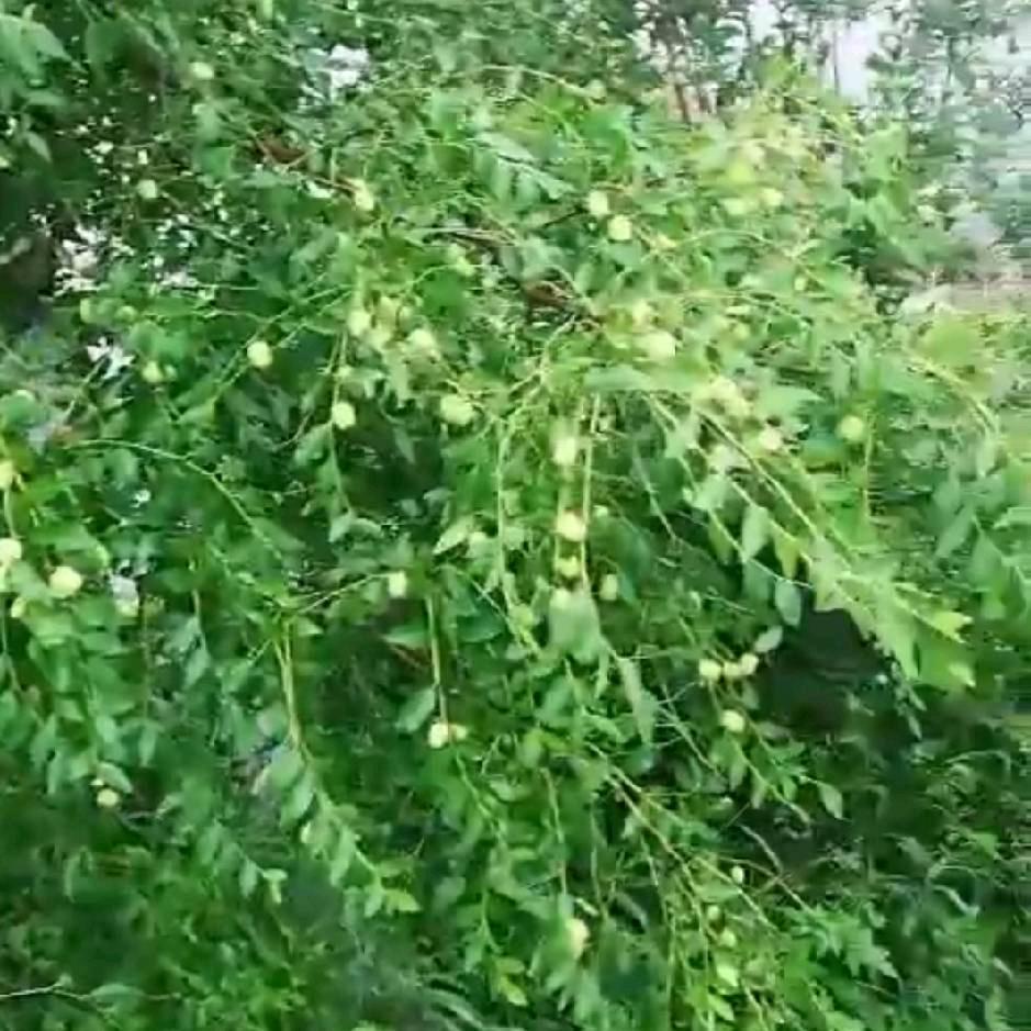 御宴楼波锅锅