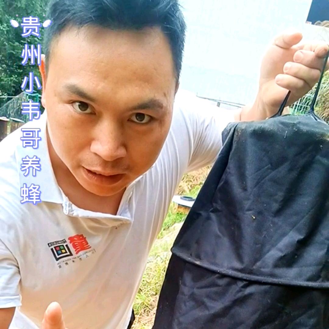 小韦哥(养蜂教学)