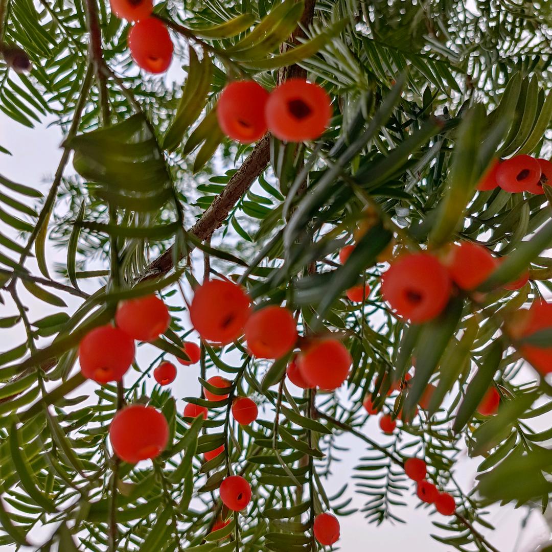 芝华仕头等舱家居馆(钧钛华城店)专用号