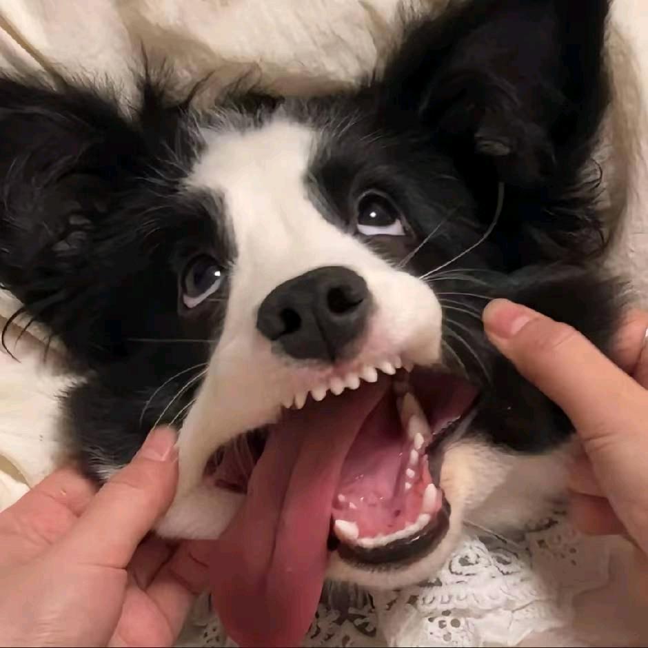 谁的狗狗毛乱飞