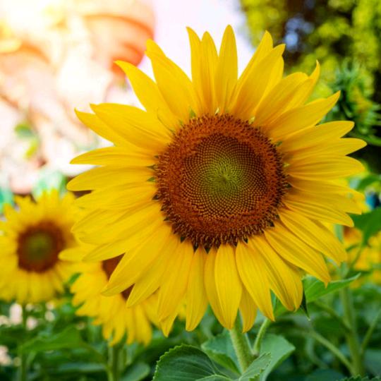 葵花🌻