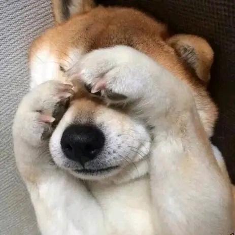 大世的野生摊摊