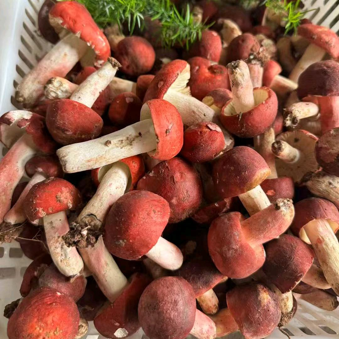 小发收山货 土特产