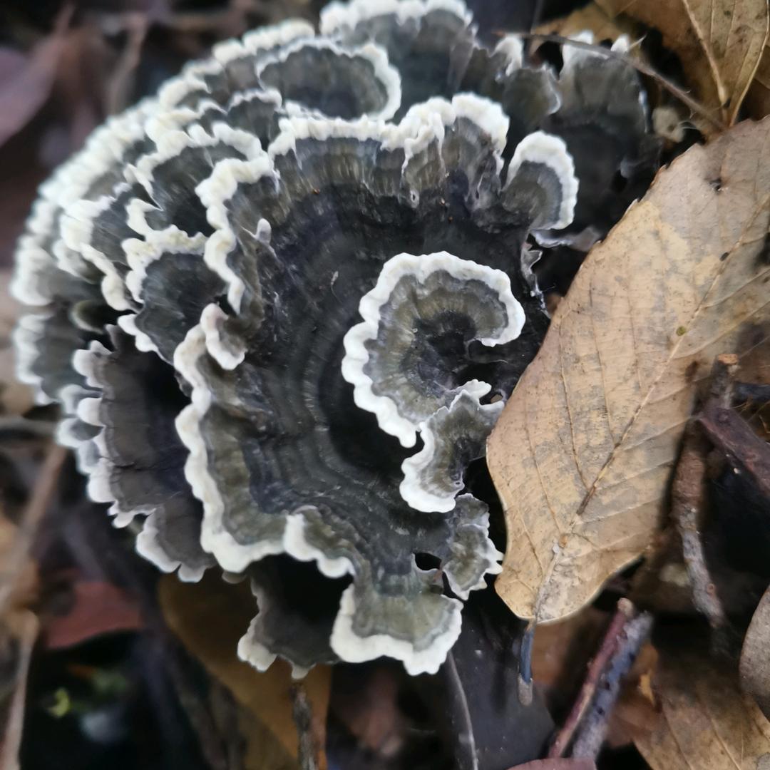 阳光
