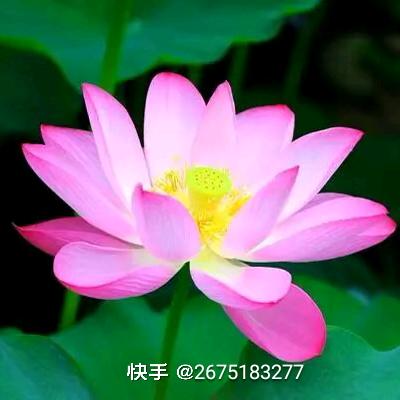 幸福一家