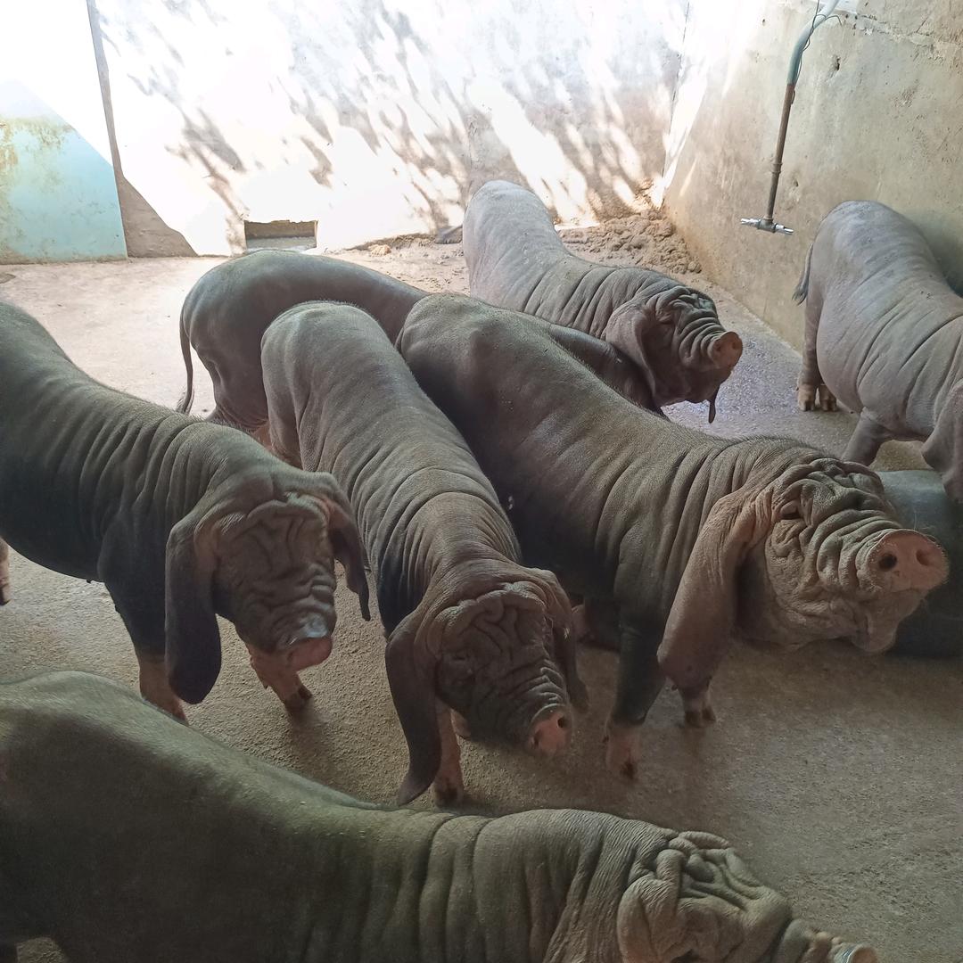 福建龙岩太湖母猪养殖场