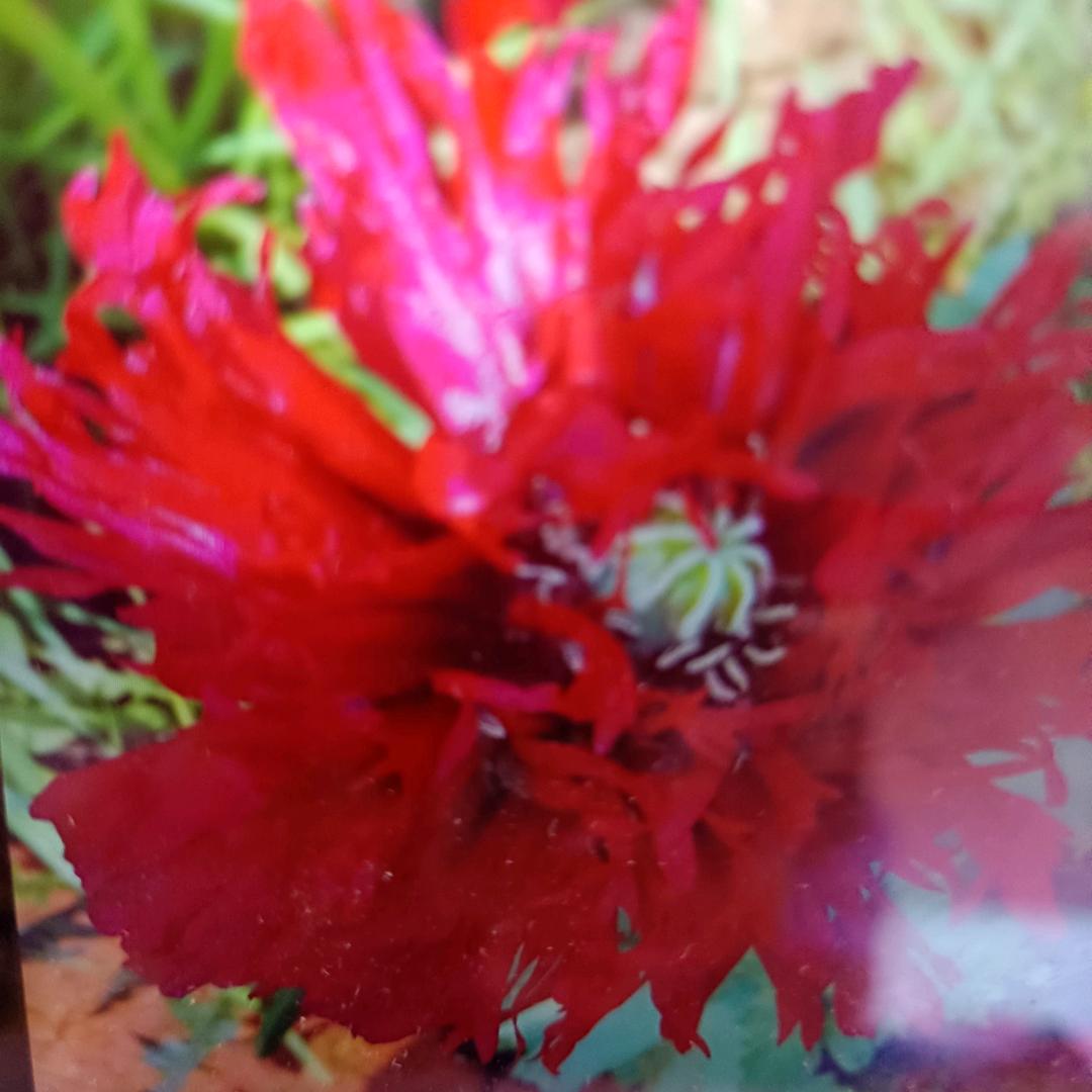 红梅花《拒绝连赞！谢谢》