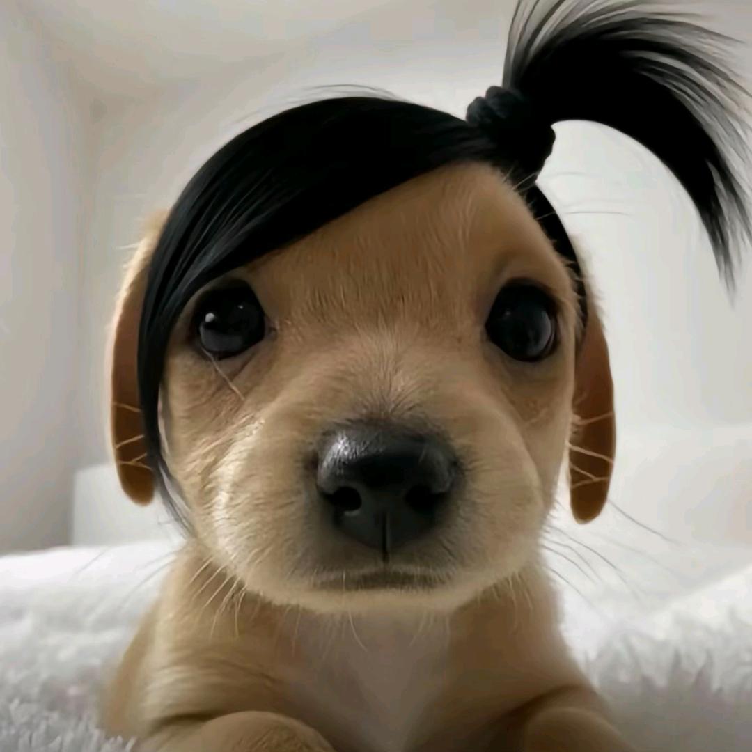 卿
