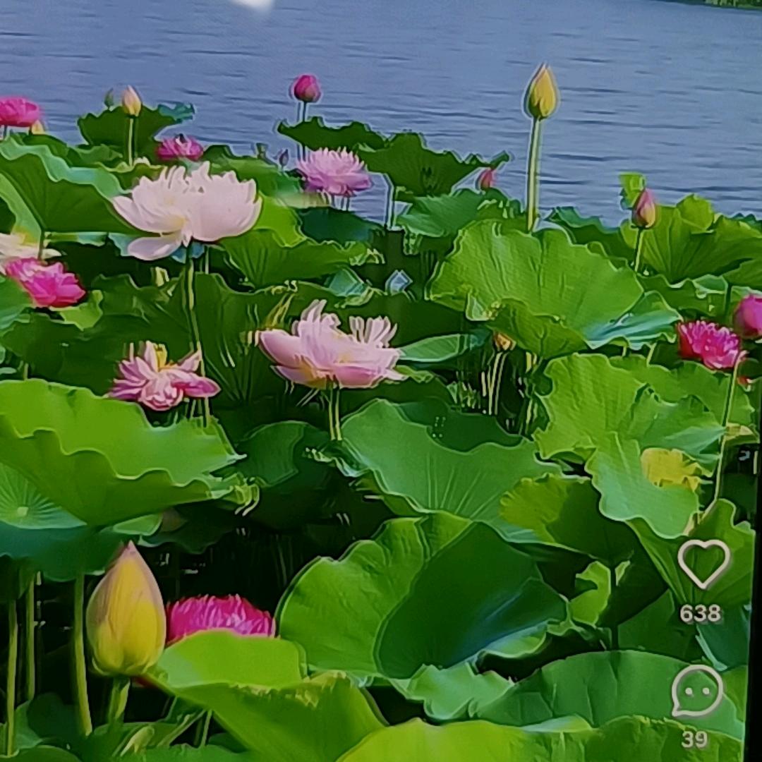 熙朵阁