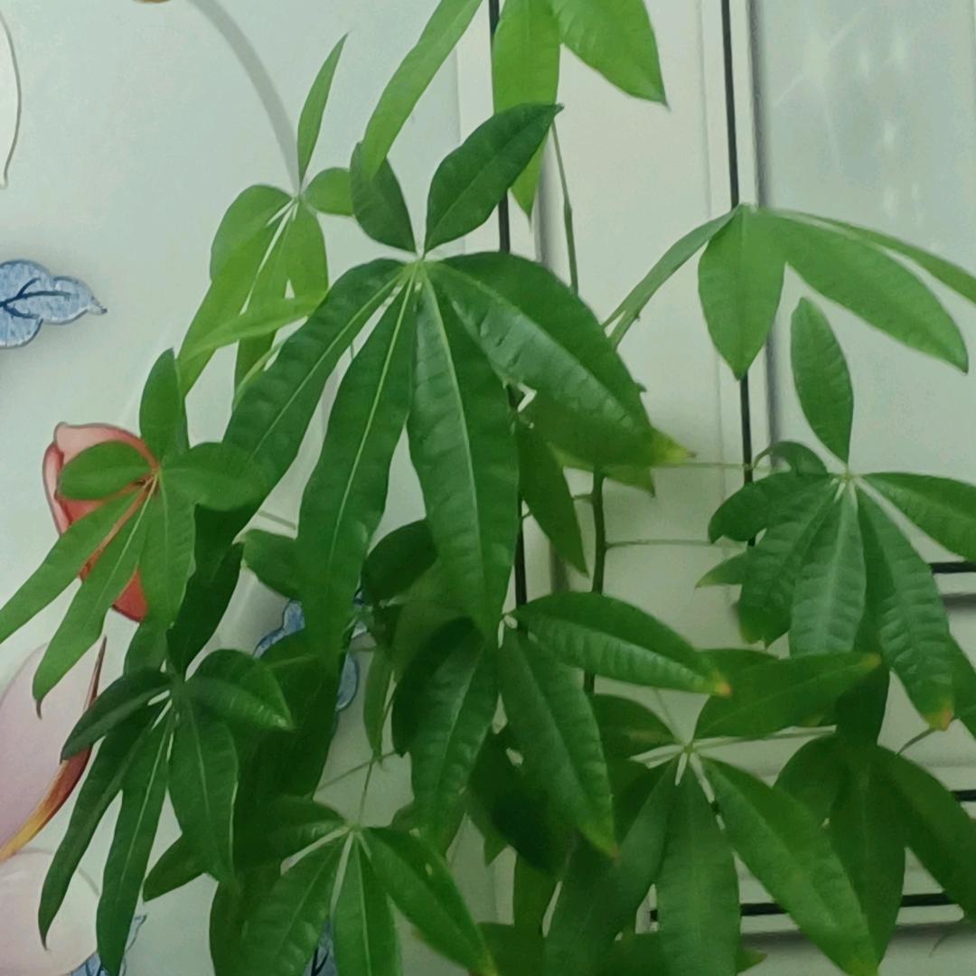 意中人（海鹏）