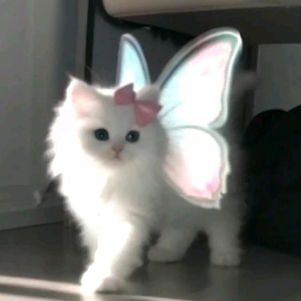 宿宿
