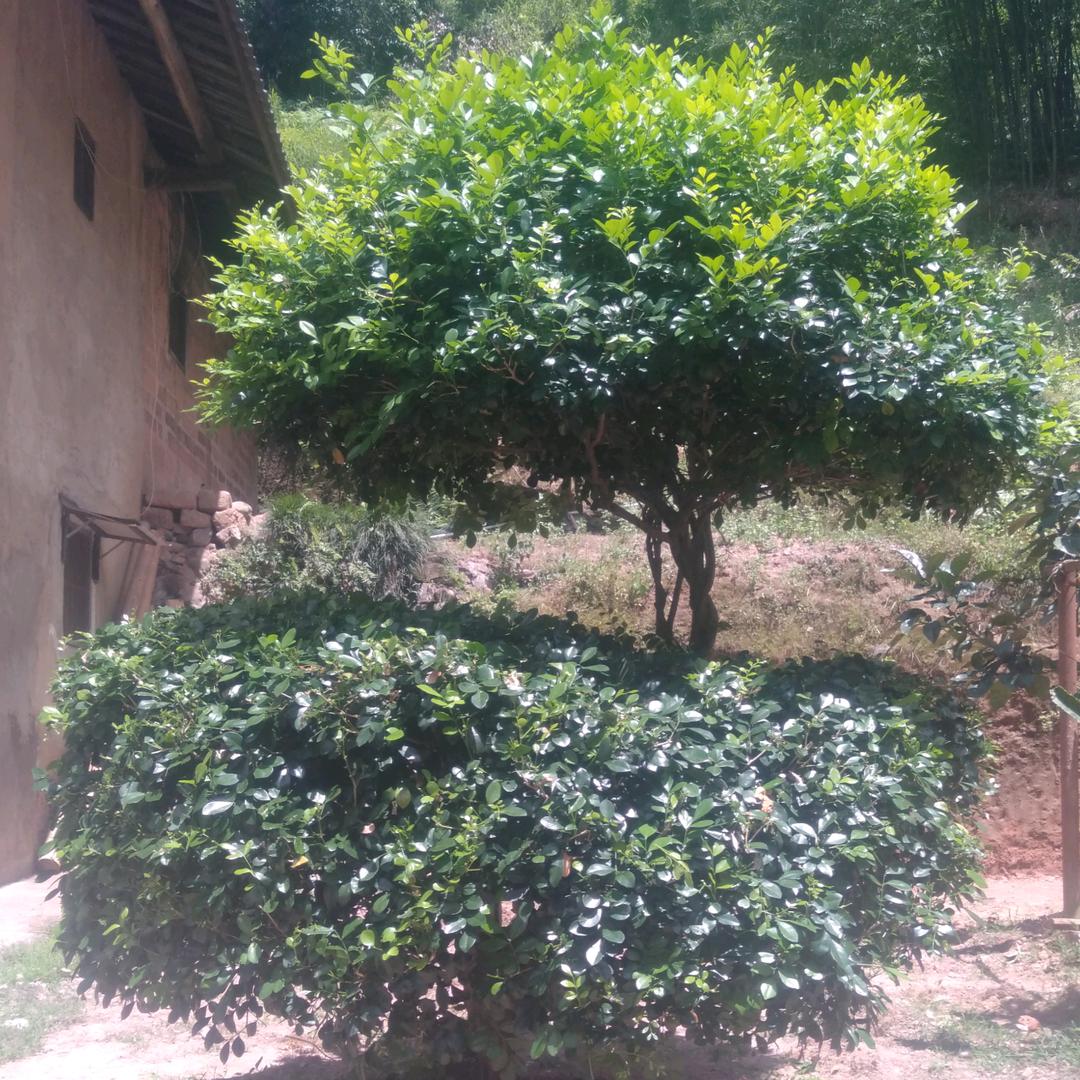 《鸿福》