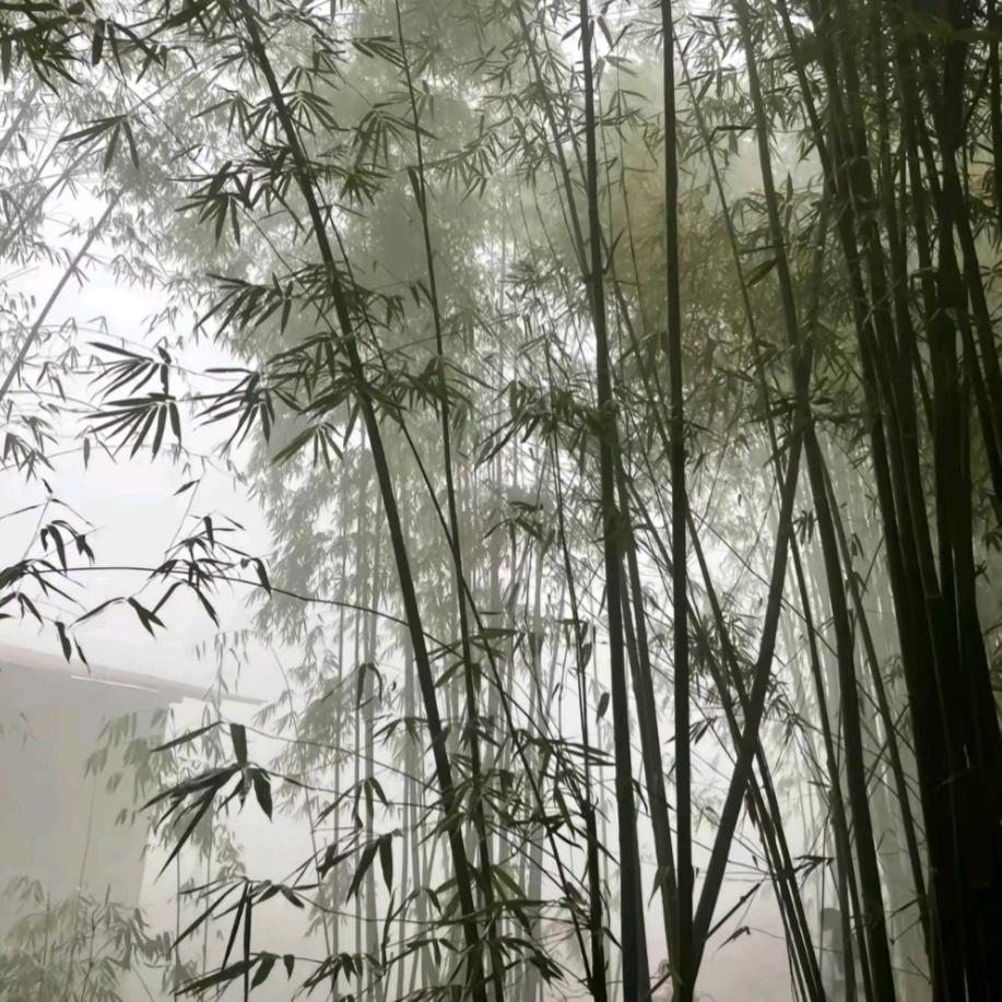 墨染心柔软