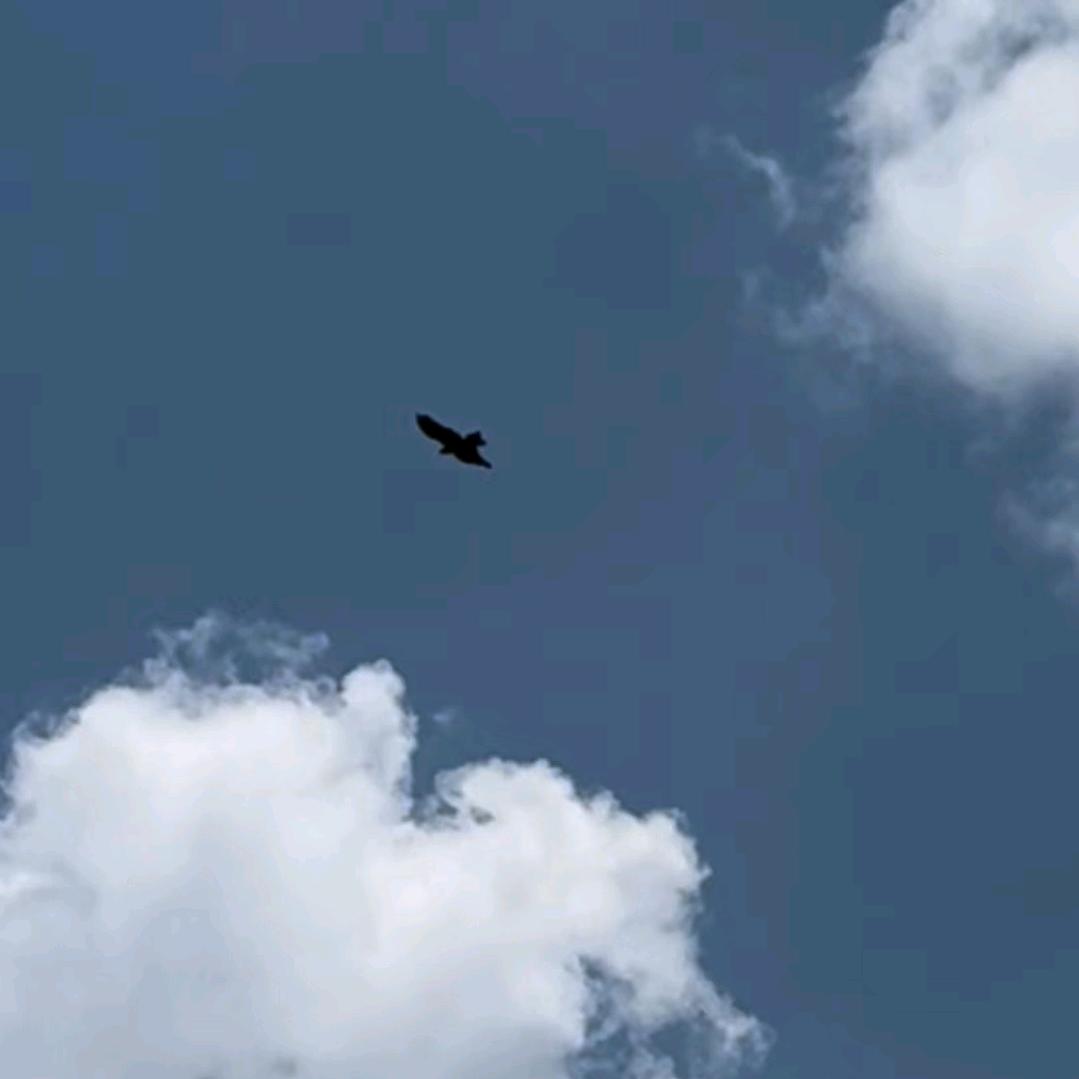 立༶༶⁺₊𓅯₊⁺༶༶