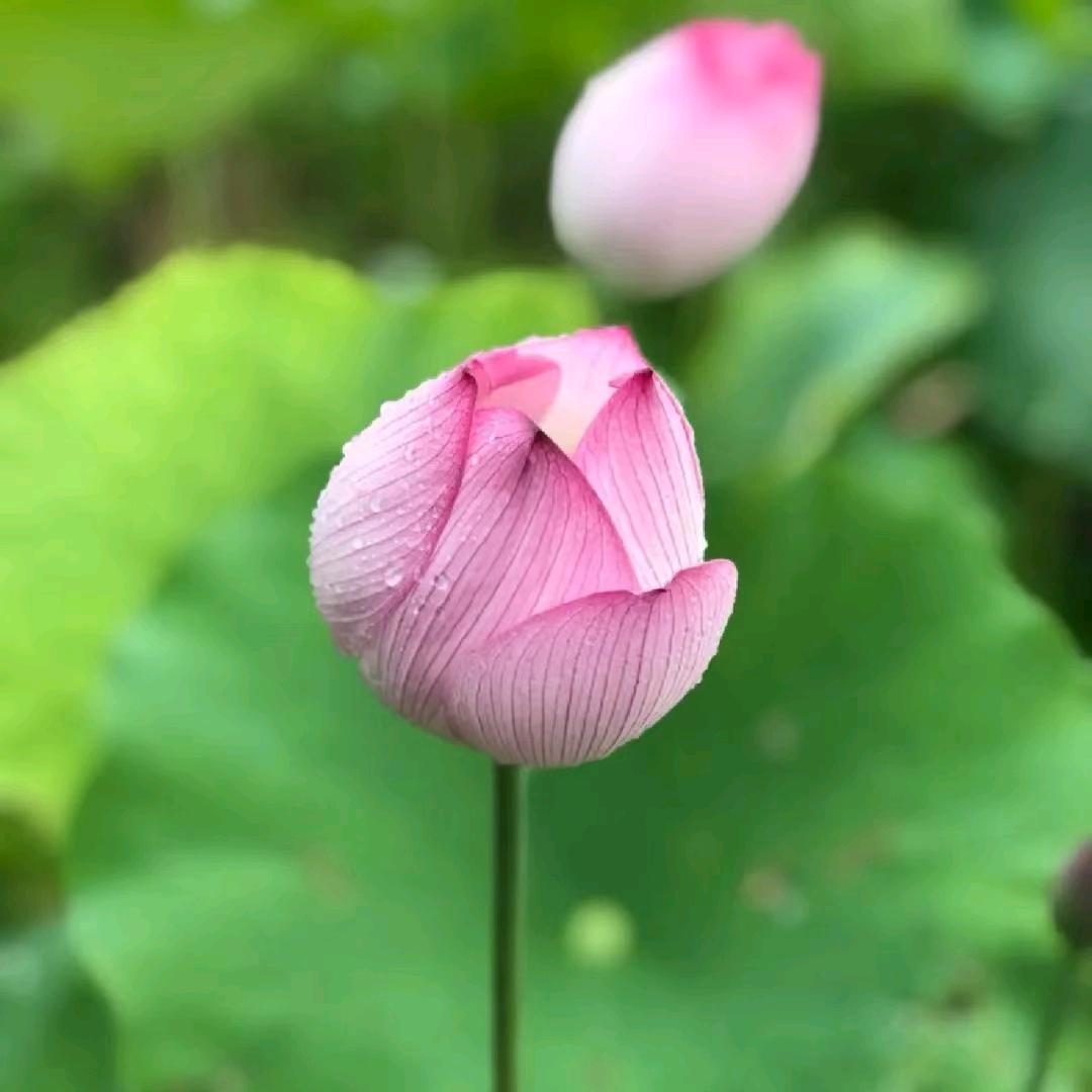 ❤️丫头