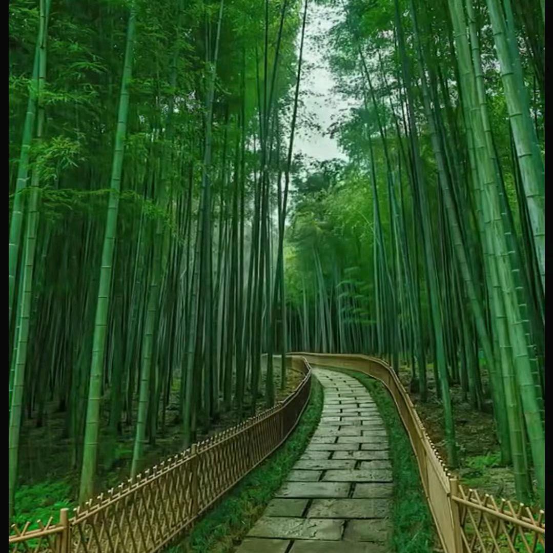 优优(直播准备中)