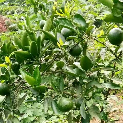 爱你小样_