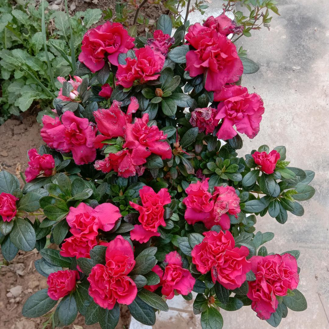 开心快乐 🌹🌹🌺🌺