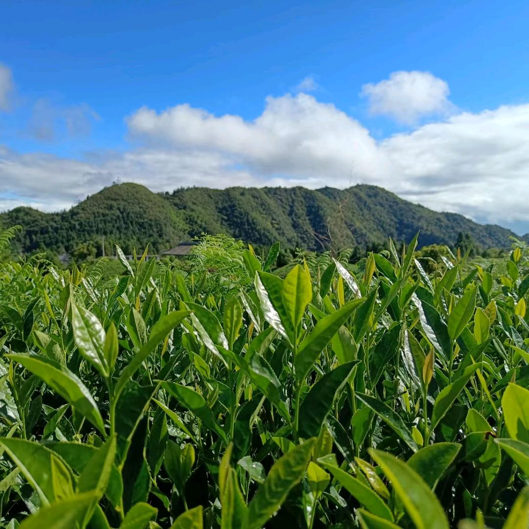 @苗山龙哥