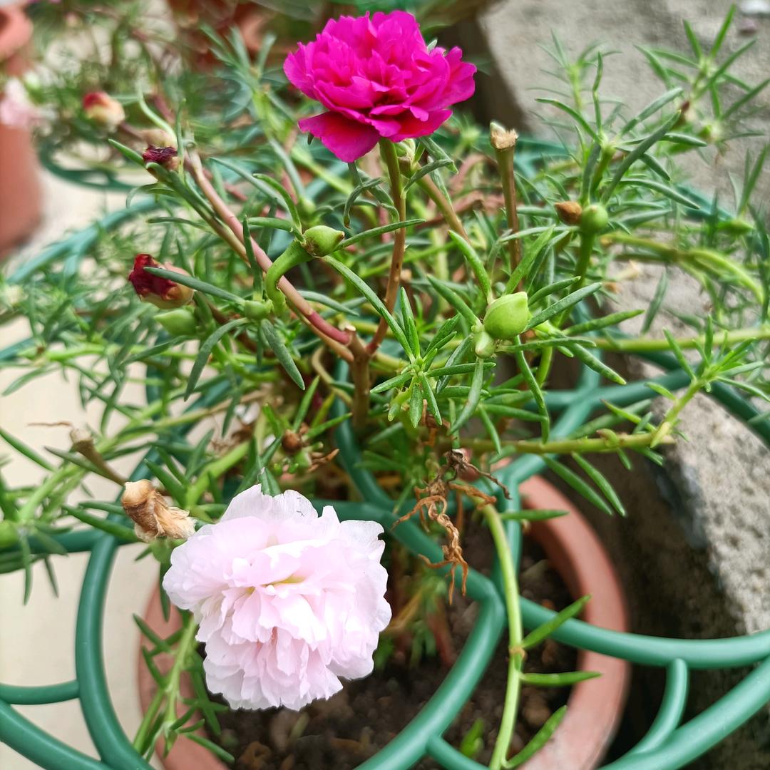 宁宁养花草