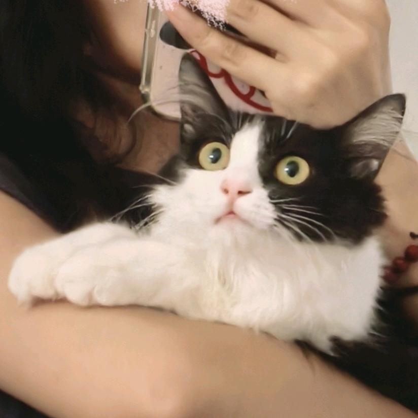 阶前梧叶已秋声