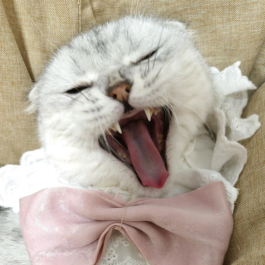 春和明色