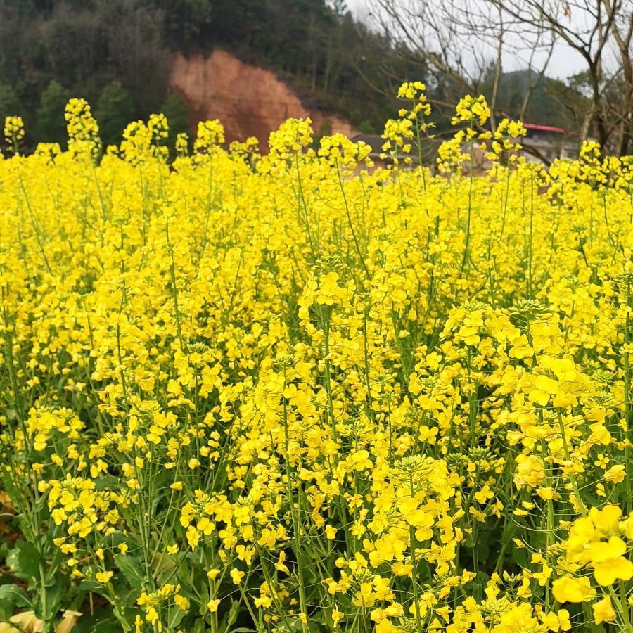 范阳月宝