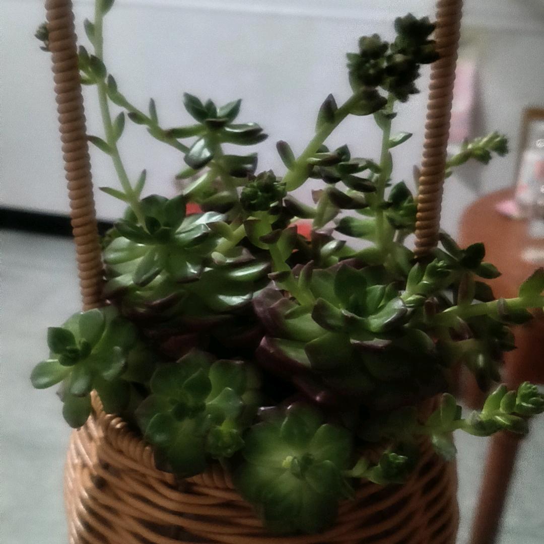 🍀傻妞🌹