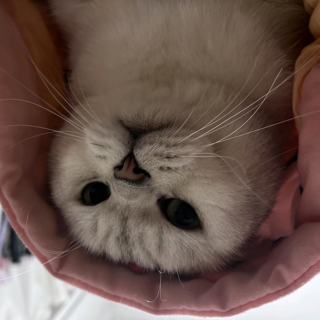 小小小聪