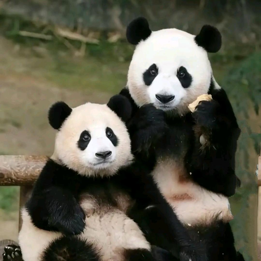 盛世中国（不要连着点赞）