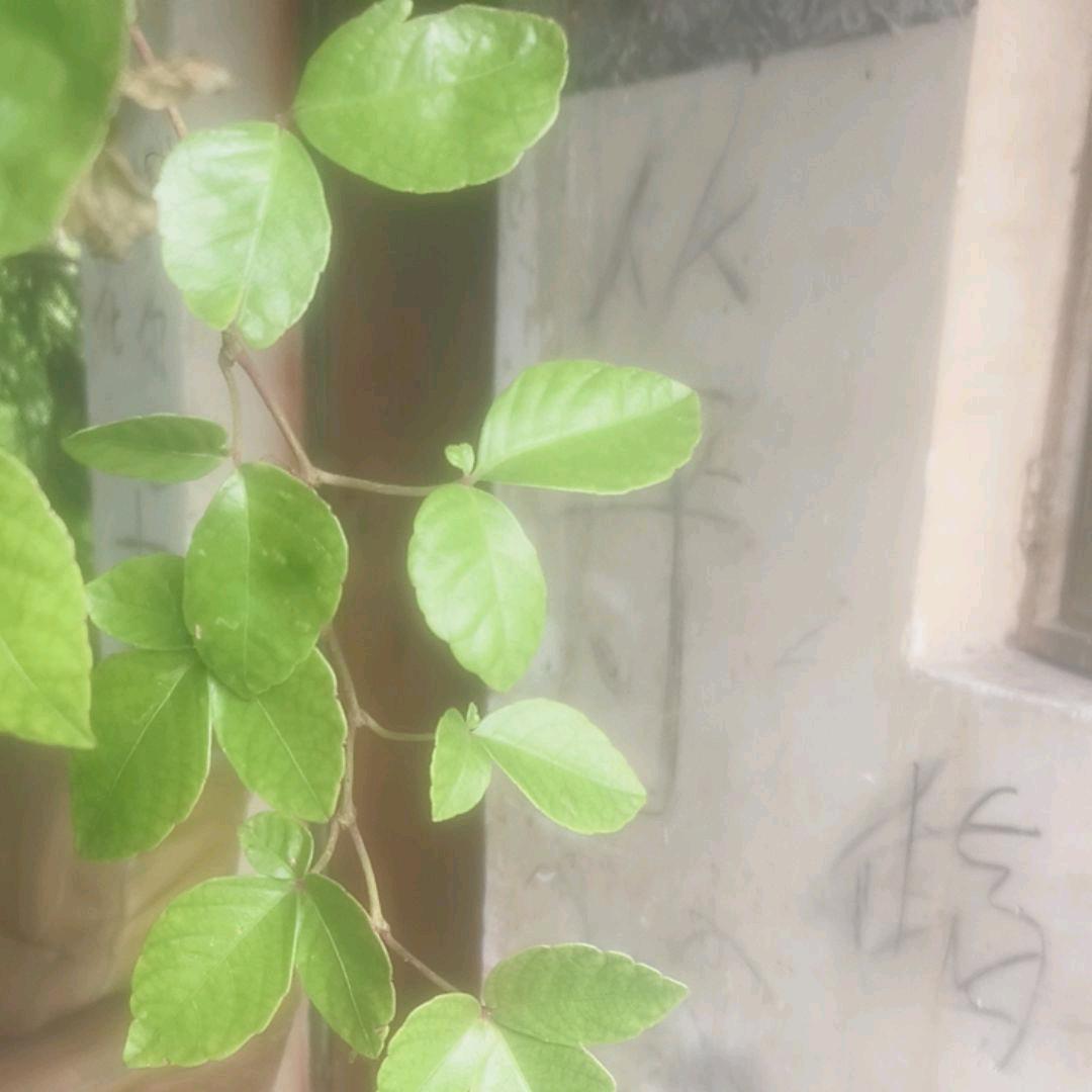 三毛   争口气