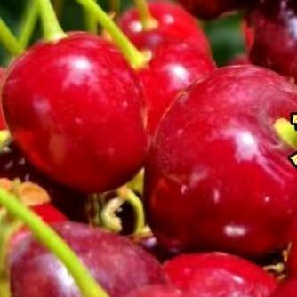 卖门🚪的樱桃哥🍒